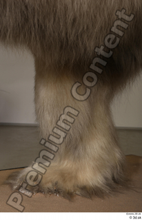 Polar bear leg 0023.jpg